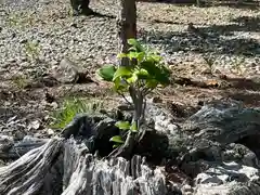 美濃國一宮　南宮大社(岐阜県)