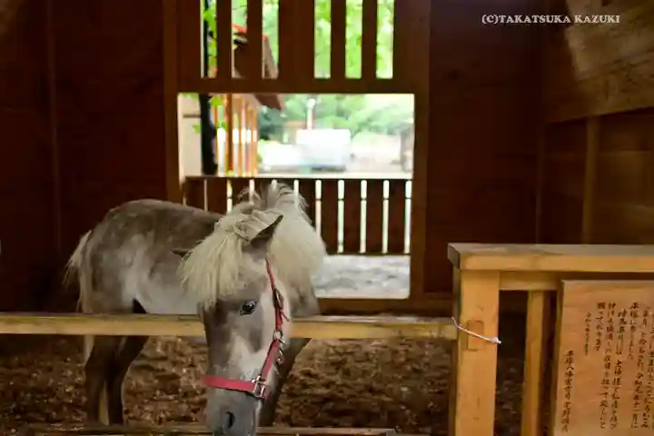 平塚八幡宮の動物