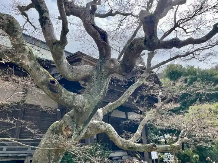 妙法寺の{uncategorized: "未分類", other: "その他", undefined: "問題あり", building: "その他建物", grave: "お墓", sacred_gate: "鳥居", guardian: "狛犬", statue: "像", buddha: "仏像", history: "歴史", nature: "自然", garden: "庭園", animal: "動物", pagoda: "塔", temizu: "手水舎", mountain_gate: "山門・神門", sanctuary: "本殿・本堂", subordinate: "末社・摂社", art: "芸術", scenery: "景色", jizo: "地蔵", ema: "絵馬", goshuin: "御朱印", omikuji: "おみくじ", items: "授与品その他", amulet: "お守り", goshuincho: "御朱印帳", eats: "食事", festival: "お祭り", votive_dance: "神楽", shichigosan: "七五三参", wedding: "結婚式", experience: "体験その他", initially: "初詣", around: "周辺", anti_infection: "感染症対策"}