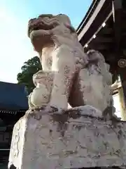 金谷神社の狛犬