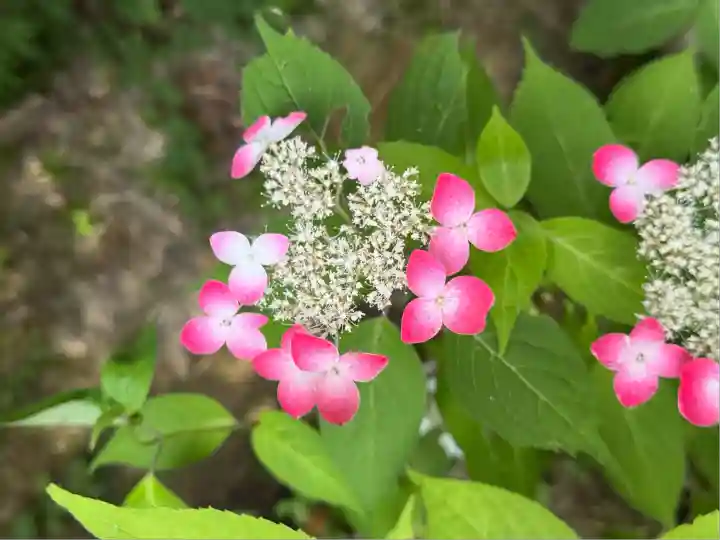 高屋敷稲荷神社(福島県)