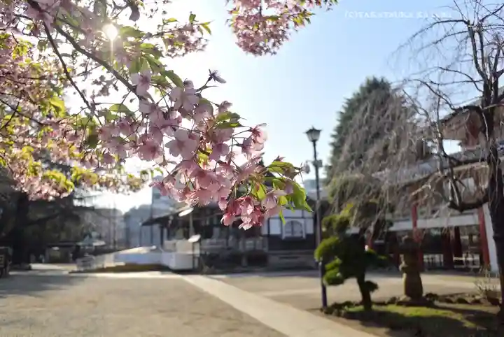 新井薬師(梅照院)(東京都)