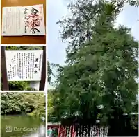 富士山本宮浅間大社(静岡県)