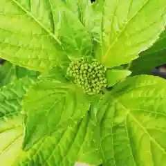 豊景神社の自然