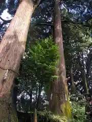 高森阿蘇神社の建物その他