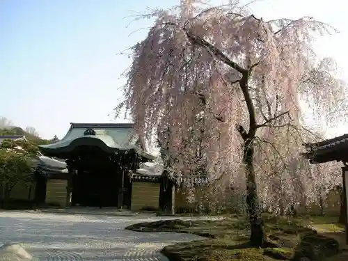 高台寺（高台寿聖禅寺・高臺寺）の自然