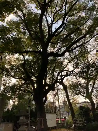 天神社（桑津天神社）の自然