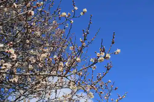 三春大神宮の自然