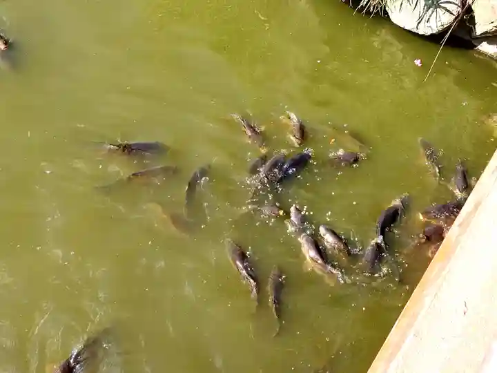 大宮住吉神社(埼玉県)