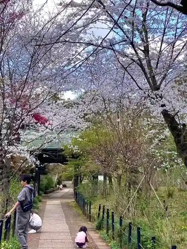 本土寺(千葉県)