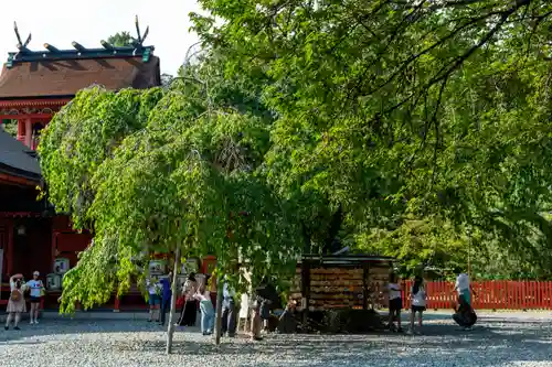 富士山本宮浅間大社(静岡県)