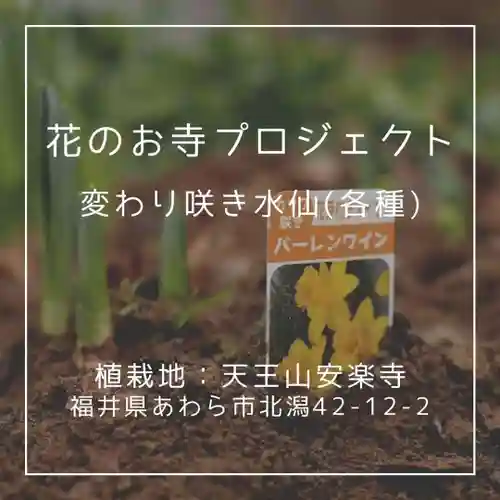 天王山 安楽寺(福井県)