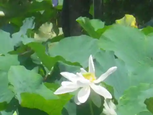鶴岡八幡宮の自然