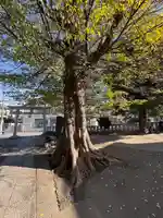 滝野川八幡神社(東京都)