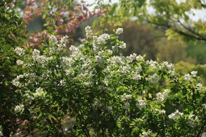 阿久津「田村神社」(郡山市阿久津町)旧社名:伊豆箱根三嶋三社の庭園