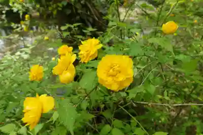 半木神社（賀茂別雷神社境外末社）(京都府)