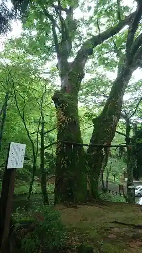 越知神社の自然
