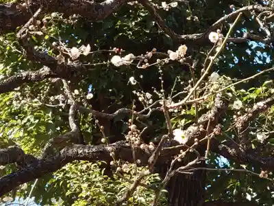 西向天神社の自然