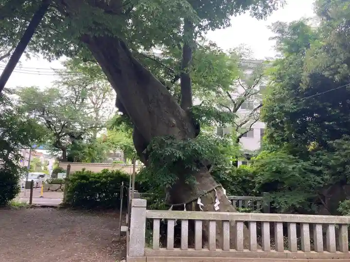 青渭神社の自然