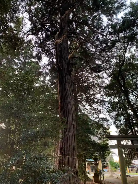 将門口ノ宮神社(千葉県)
