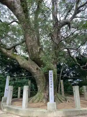 高田八幡神社の自然