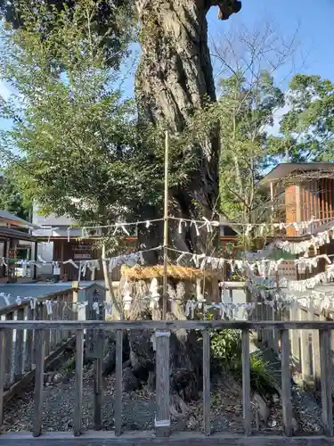 井伊谷宮の自然