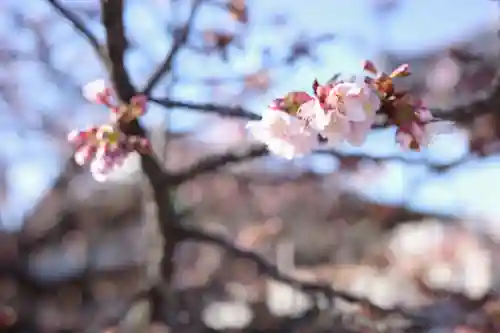 西新井大師総持寺の自然