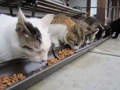 御誕生寺（猫寺）(福井県)