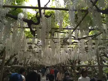 諏訪神社(高萩町)(栃木県)