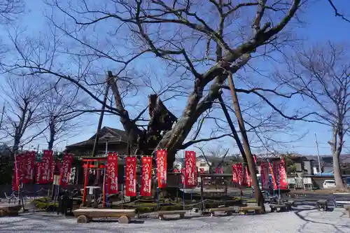 秩父今宮神社の自然