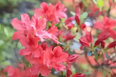 正傳（正伝）永源院の自然