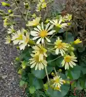 沙沙貴神社の自然