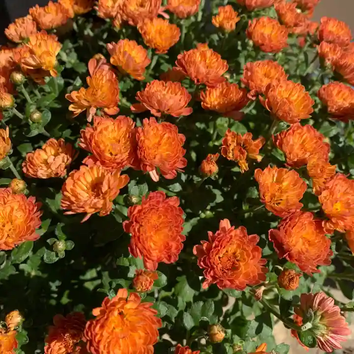 豊景神社の自然