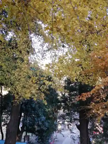 間々田八幡宮の自然