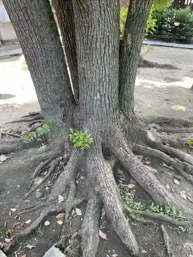難波大社　生國魂神社(大阪府)
