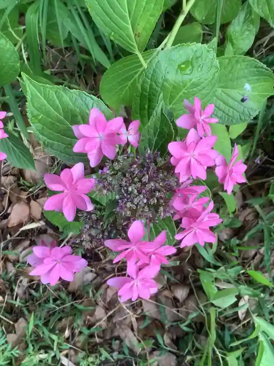 清洲山王宮 日吉神社の自然