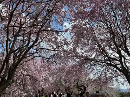 大神神社の{uncategorized: "未分類", other: "その他", undefined: "問題あり", building: "その他建物", grave: "お墓", sacred_gate: "鳥居", guardian: "狛犬", statue: "像", buddha: "仏像", history: "歴史", nature: "自然", garden: "庭園", animal: "動物", pagoda: "塔", temizu: "手水舎", mountain_gate: "山門・神門", sanctuary: "本殿・本堂", subordinate: "末社・摂社", art: "芸術", scenery: "景色", jizo: "地蔵", ema: "絵馬", goshuin: "御朱印", omikuji: "おみくじ", items: "授与品その他", amulet: "お守り", goshuincho: "御朱印帳", eats: "食事", festival: "お祭り", votive_dance: "神楽", shichigosan: "七五三参", wedding: "結婚式", experience: "体験その他", initially: "初詣", around: "周辺", anti_infection: "感染症対策"}