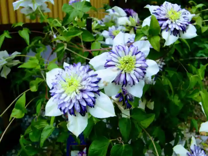 鎮守氷川神社の自然