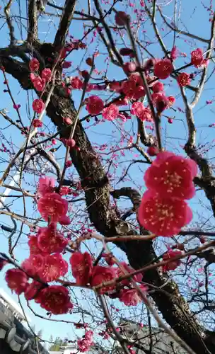 谷保天満宮の自然