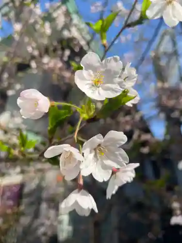宝壽山 吉祥院の自然