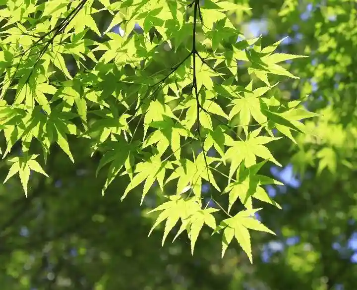 宇治上神社(京都府)