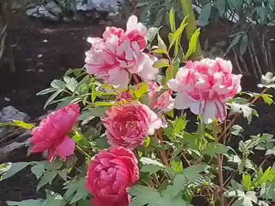 鶴岡八幡宮(神奈川県)