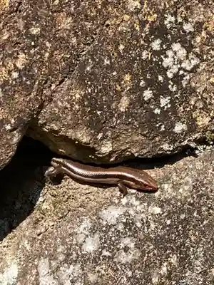 落合白山神社の動物