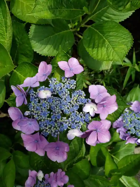 白金氷川神社(東京都)