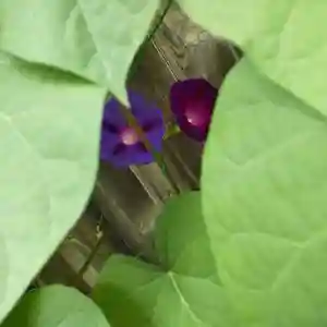 七重浜海津見神社(北海道)(2023年07月25日(火) 10時27分24秒投稿)