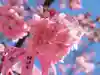 桜神宮の自然