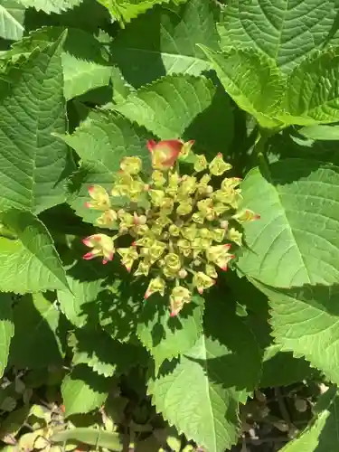 三輪神社の自然