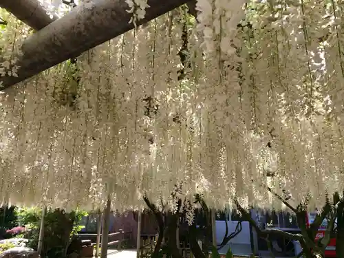 吉祥寺の御朱印