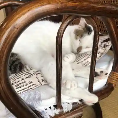 愛宕神社の動物