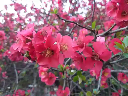 冠稲荷神社の自然